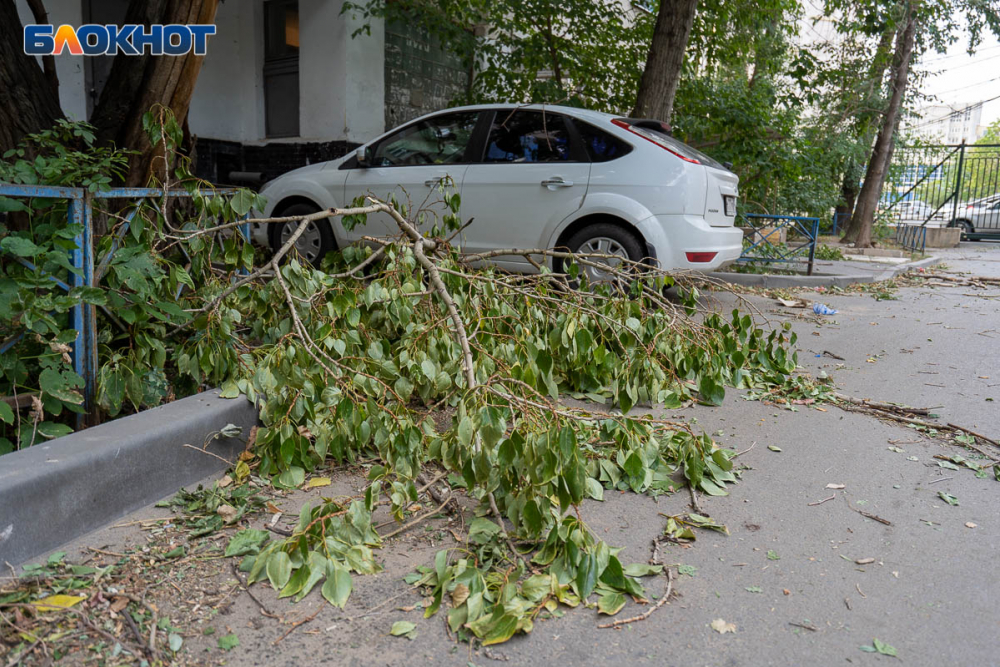 Синоптики предупредили об усилении северного ветра в Воронежской области