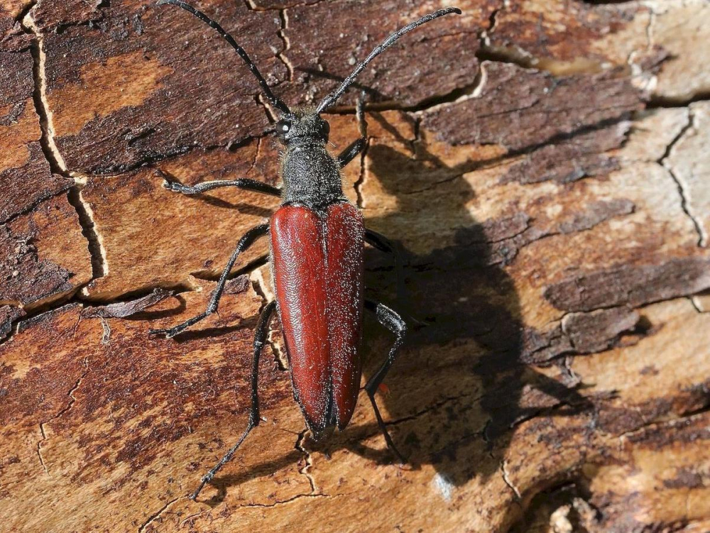 Новый вид редкого жука нашли в Воронежском заповеднике