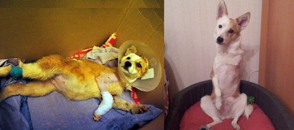 Как в Воронеже и Москве спасли и приютили замученного живодерами щенка