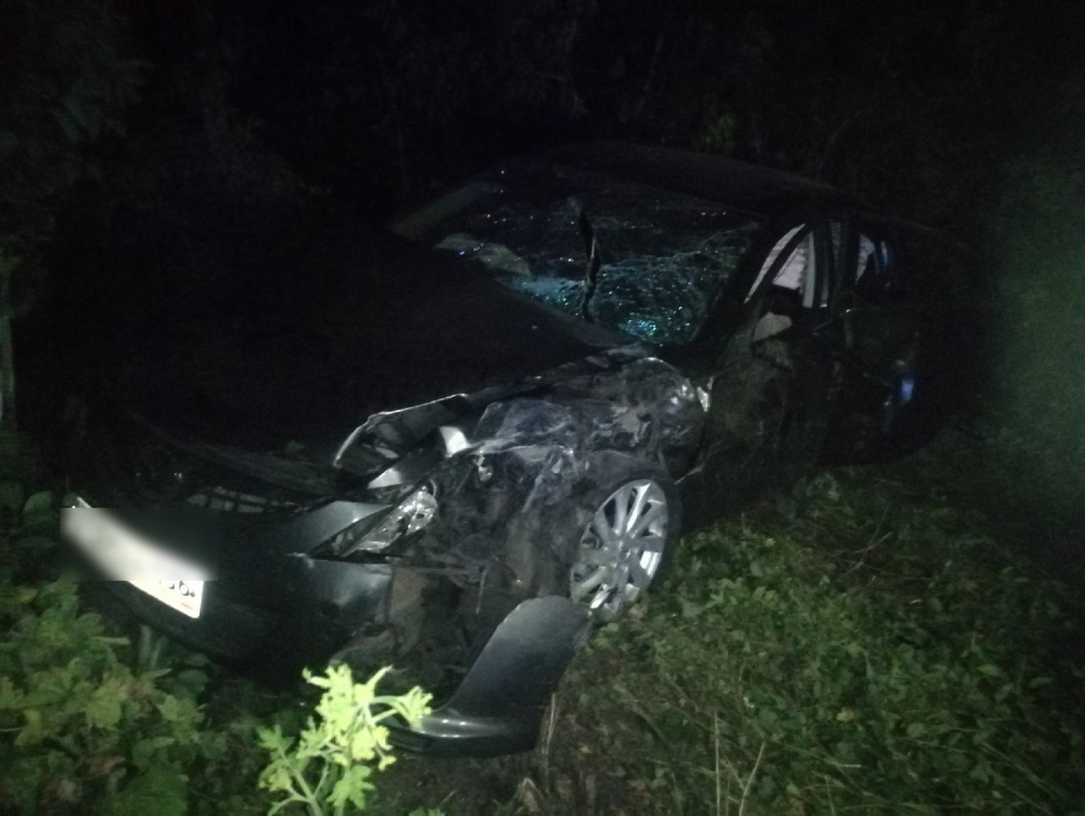 Дорожные инциденты с участием слонов