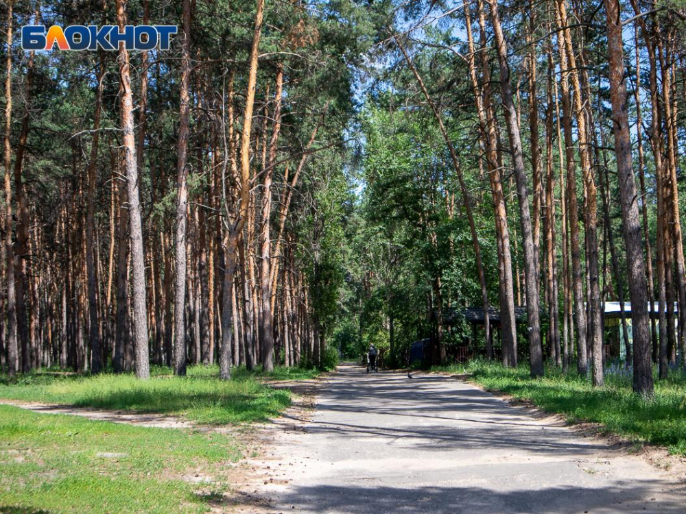 Желтый уровень опасности продлили в Воронежской области из-за угрозы возгораний