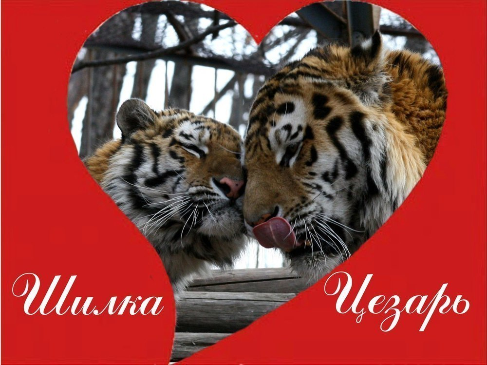 Горожанам предложили выбрать лучшую пару Воронежского зоопарка