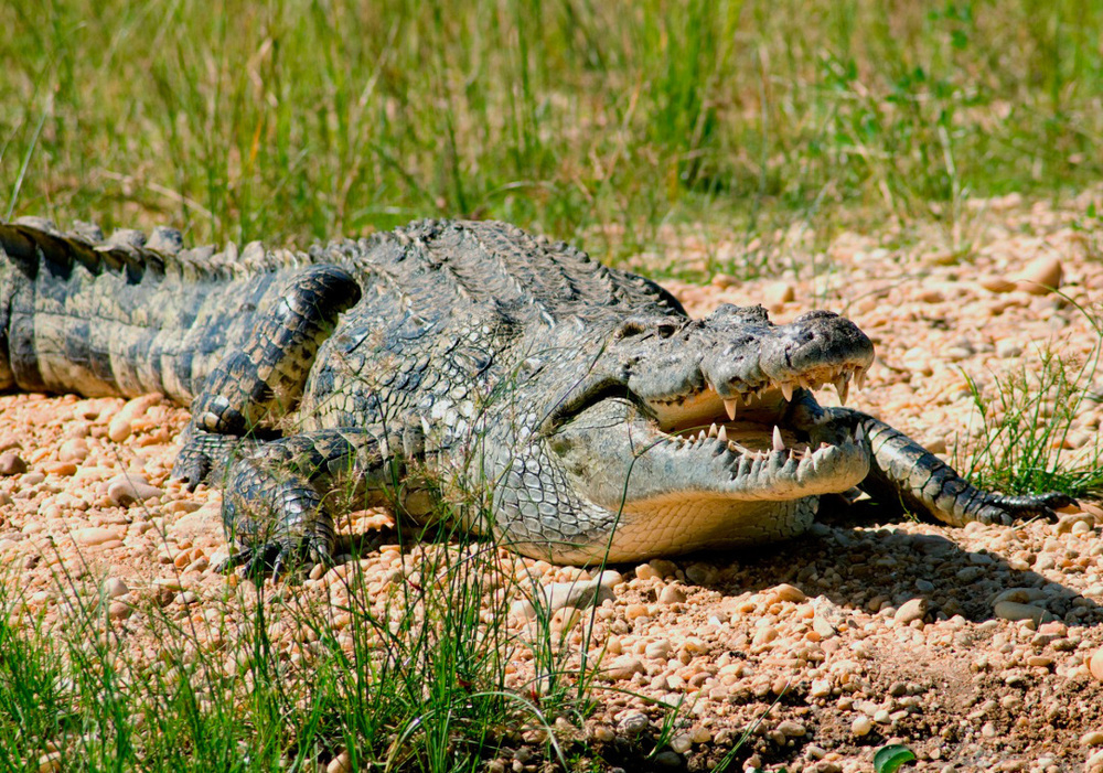 В Воронеже девушка стала опекуном нильского крокодила Тоши