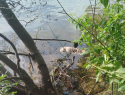 Страшную находку обнаружили возле берега водохранилища жители Воронежа