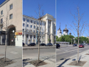 Почему на воронежских улицах не растут новые деревья