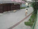 Озлобленная на собак пенсионерка массово травила их в Воронеже - опубликовано видео