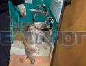 Гигантскую крысу поймали в воронежском доме 