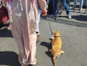 «Шейх» продолжает выгуливать тигра на улицах Воронежа 