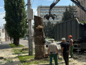 Мэрия разрешила застройщику уничтожить большие деревья в центре Воронежа