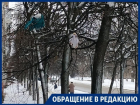 Собственными фекалиями украсил дерево под окнами дома воронежец