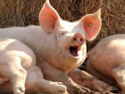 Ветеринарные специалисты в Воронежской области выявили очаг африканской чумы свиней