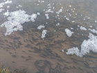 Сотни тысяч мальков рыб снова выпустили в Воронежское водохранилище