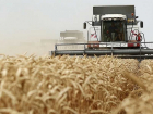Первый миллион тонн зерна аграрии собрали с полей Воронежской области