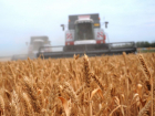 Снижение урожая зерна на 15% ожидают власти Воронежской области