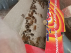 Воронежцы сообщили о полчищах тараканов в детской больнице на Ломоносова