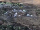Стремительный потоп на улице Депутатской воронежцы сняли на видео