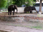 Изнывающих от жары слонов заметили на улице около Воронежского цирка