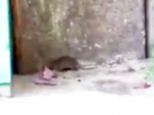 Резвящаяся жирная крыса у воронежского подъезда попала на видео