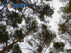 Поиск, которого не случилось: историю об отзывчивости поведали воронежцам