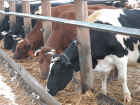 Молочный завод на 3,6 тыс коровьих голов построит воронежская компания в ЛНР