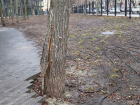 В беспощадной вырубке деревьев парка «Орленок» уличили мэрию Воронежа