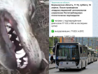Коронавирус в Воронеже: +190 зараженных, 22 смерти и нападение волчицы на мужчину 
