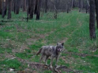 Элегантный волк в "черных очках" попал на видео воронежского заповедника