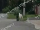 Маленькие козлята показали как выглядит настоящая дружба в Воронеже