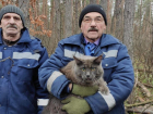 Спасение кота попало на видео в Воронеже 