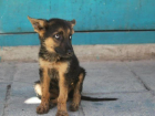 В Воронеже отравили 17 бездомных собак