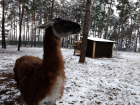 Воронежскому зоопарку подарили самца гуанако по кличке Фима