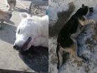 Животные умерли без выстрелов: в Воронеже сообщили об отравлении собак