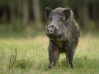 Почему все недооценивают диких кабанчиков в Воронежской области