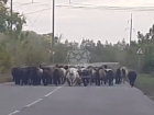 Стадо мчащихся по дороге овечек сняли на видео в Воронежской области