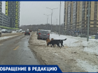  Знающих правила дорожного движения собак заметили в Воронеже 