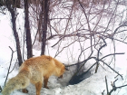 В Хоперском заповеднике Воронежской области лиса пришла поздравить барсука с 23 февраля