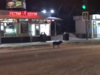 Собаку, которая умнее многих пешеходов в Воронеже, сняли на видео