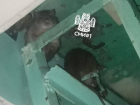 Мерзкие соседи: воронежцы сообщили о нашествии грызунов