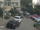 Полиция обратила внимание на случай с нападением двух бойцовских собак в Воронеже