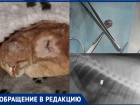 Жуткая история со стрельбой по котам произошла в Богучарском районе 