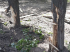 Неизвестный жестко покромсал деревья в сквере на севере Воронежа
