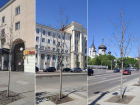 Почему на воронежских улицах не растут новые деревья