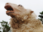 Паршивые овцы загадили поле в Воронежской области