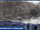 Горожане сообщили о массовом уничтожении деревьев в центре Воронежа