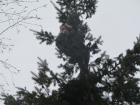 В Воронеже в честь 8 марта женщина забралась на дерево