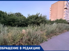 «Странно такое видеть в городе»: колючую жалобу оставила жительница Воронежа 