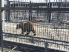 Выбравшиеся из берлоги Воронежского зоопарка медведи попали на видео 