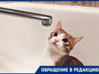 «У нас только тарифы повышать умеют»: окружённый плесенью воронежец оказался в безвыходной ситуации