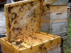 Под Воронежем начинающий пчеловод украл три улья из-под носа пьяного сторожа