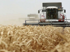 С полей Воронежской области аграрии собрали 5 млн тонн зерна